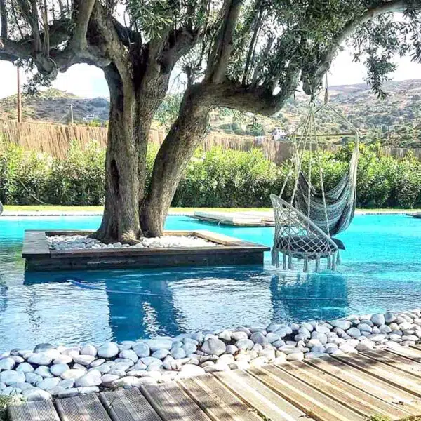 Tree swing beside the pool